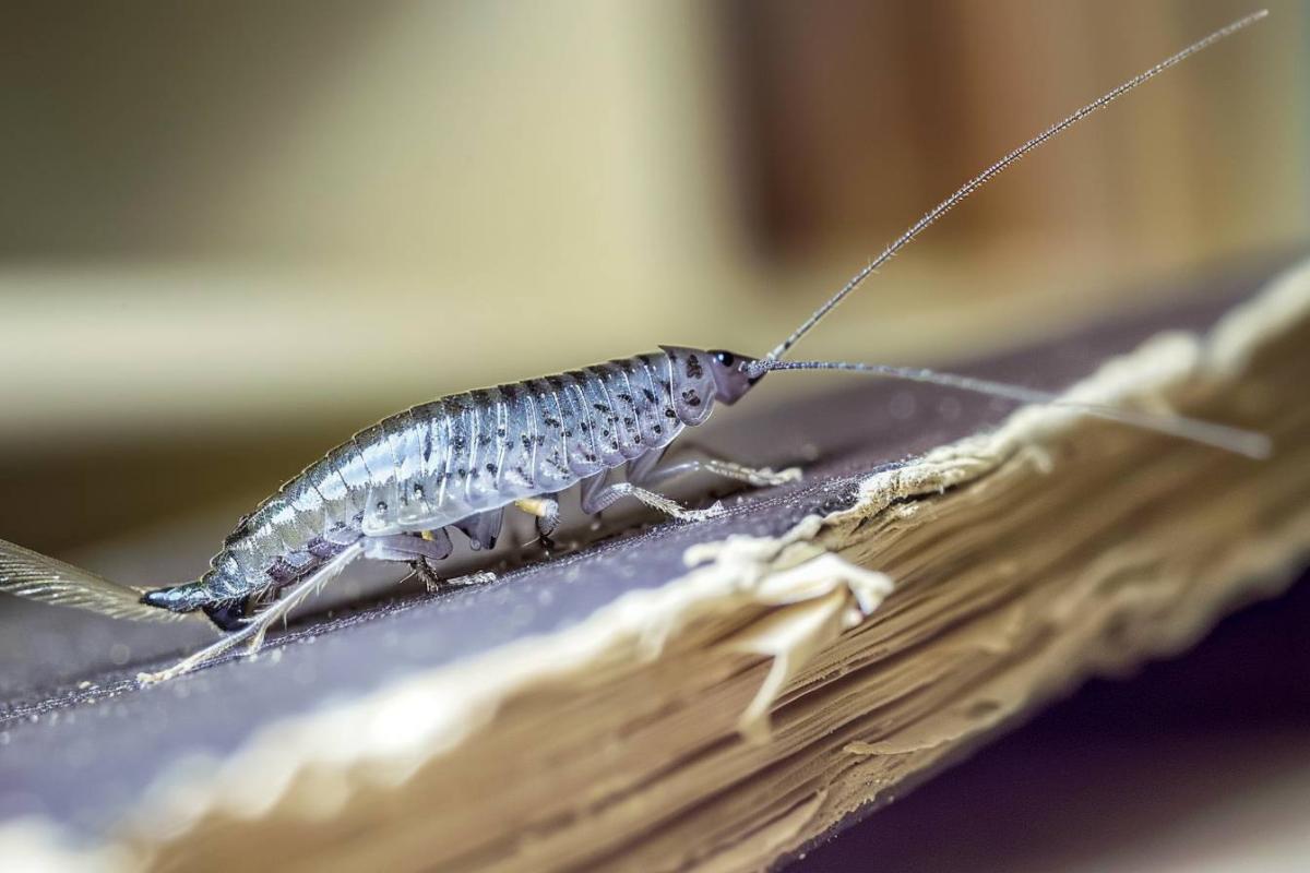 Comment se débarrasser efficacement des poissons d'argent chez vous ?