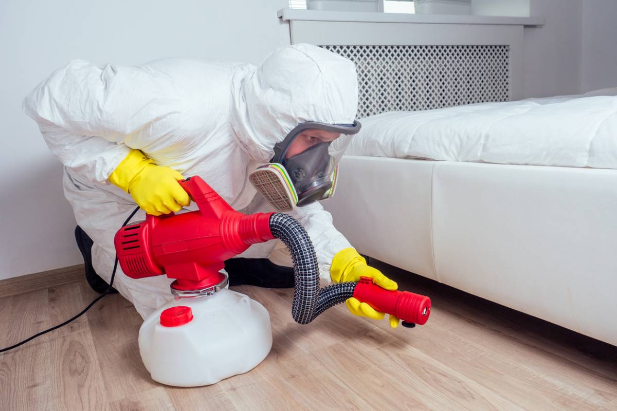 Infestations punaises exterminateur Alsace